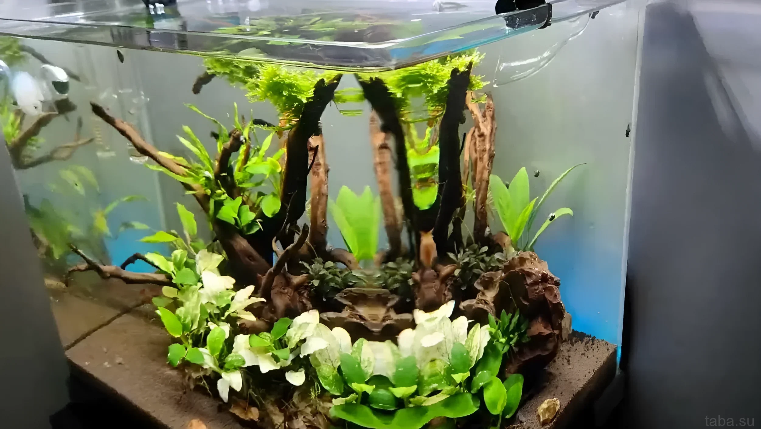 ड्रिफ्टवुड, काई और विभिन्न पौधों के साथ प्राकृतिक बायोटोप शैली में सजाया गया एक छोटा एक्वेरियम। नैनो मछलियों के लिए आदर्श।