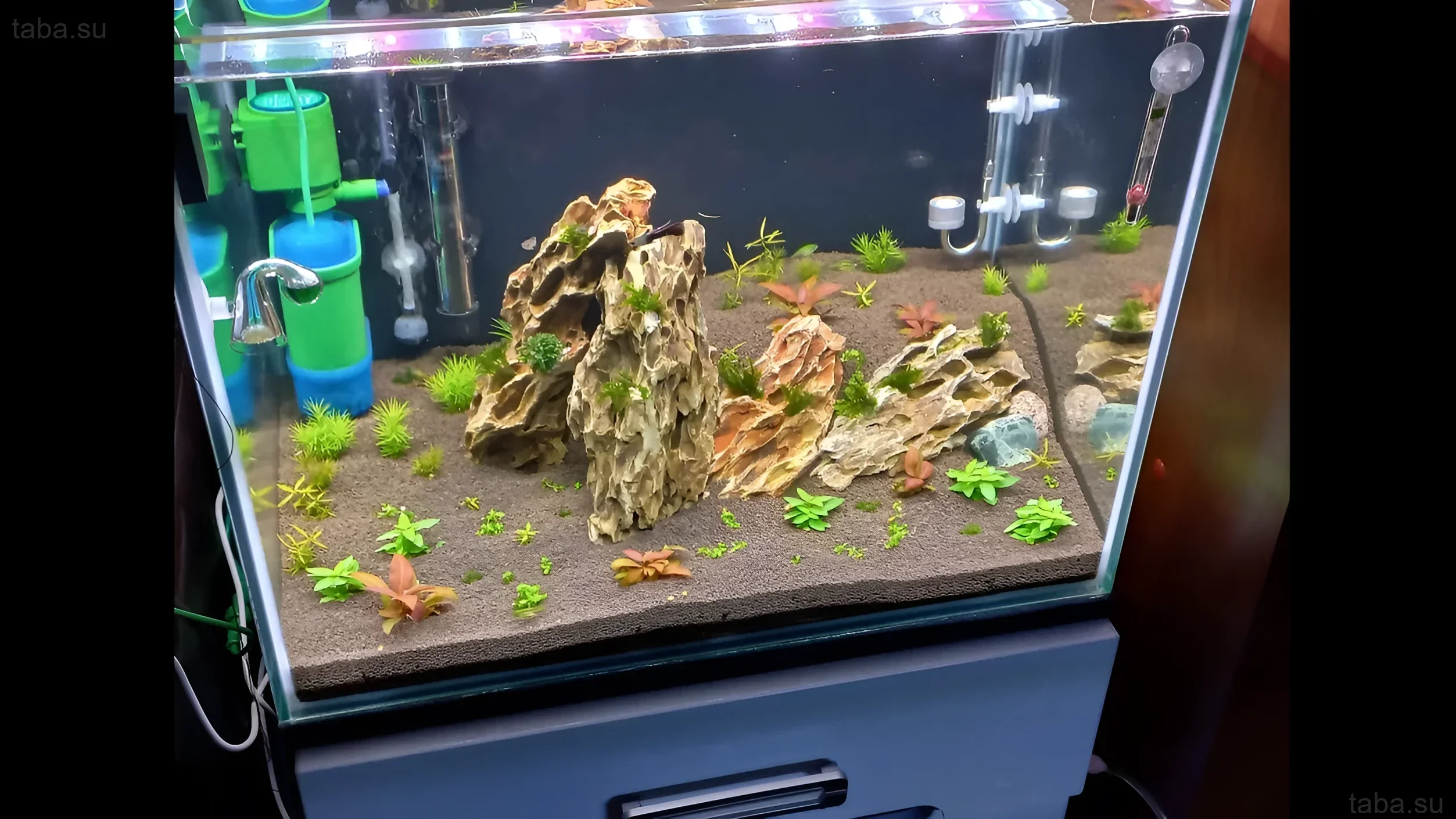 ताजा शुरू किए गए एक्वेरियम की तस्वीर जिसमें ड्रिफ्टवुड, बढ़ते पौधे और निस्पंदन और हीटिंग के लिए उपकरण हैं। शुरुआती एक्वेरिस्ट के लिए आदर्श।