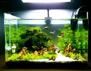 Красивый аквариум с неоновыми тетрами и коридорасами, обильно засаженный живыми растениями и украшенный корягами. Идеальный пример зрелого аквариума.