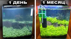Фотография демонстрирует трансформацию аквариума в течение месяца: от мутной воды и зарослей гематины до чистой воды и густой растительности.