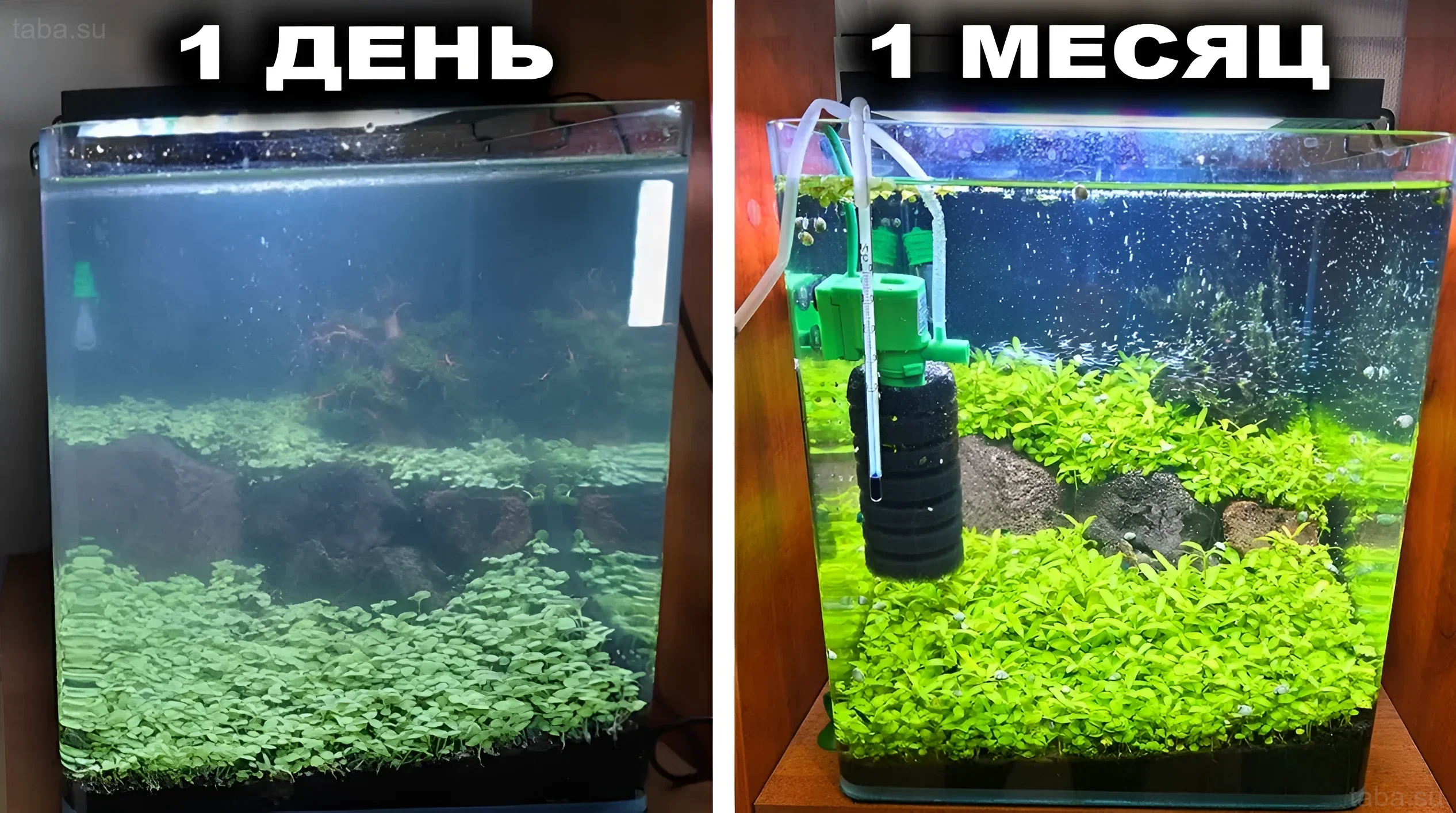 तस्वीर एक महीने में एक्वेरियम के परिवर्तन को दर्शाती है: गंदे पानी और हेमेटिना की वृद्धि से लेकर साफ पानी और घने पौधों तक।