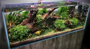 Пышный аквариум с корягами и стайкой неонов, демонстрирующий гармоничную композицию, основанную на принципе золотого сечения.