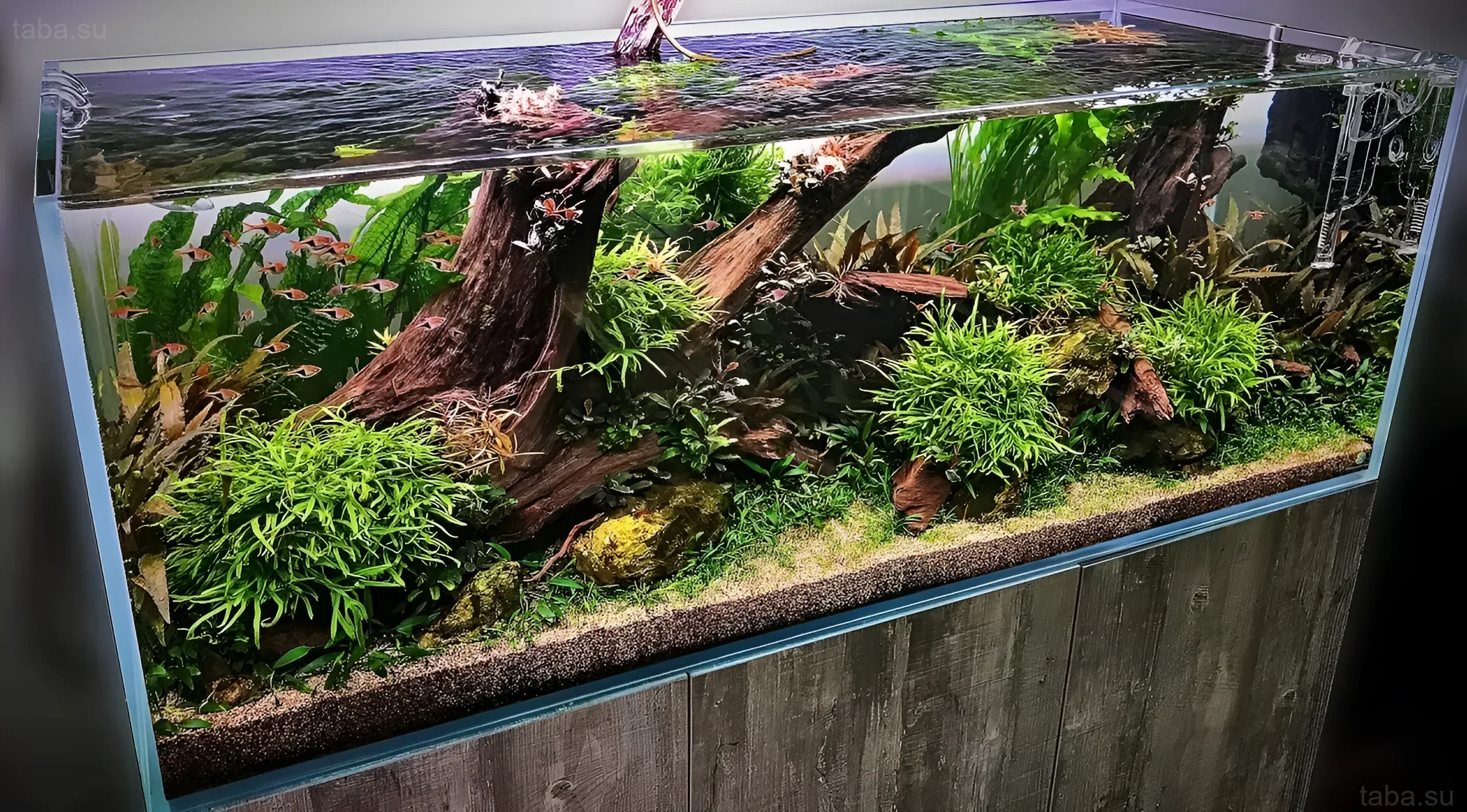 Пышный аквариум с корягами и стайкой неонов, демонстрирующий гармоничную композицию, основанную на принципе золотого сечения.