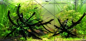 Пример аквариумного дизайна, использующего правило золотого сечения для создания гармоничной и визуально привлекательной композиции с корягами и растениями.