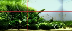 Пример аквариумного дизайна, демонстрирующий использование принципа золотого сечения для создания визуально сбалансированной и привлекательной композиции.