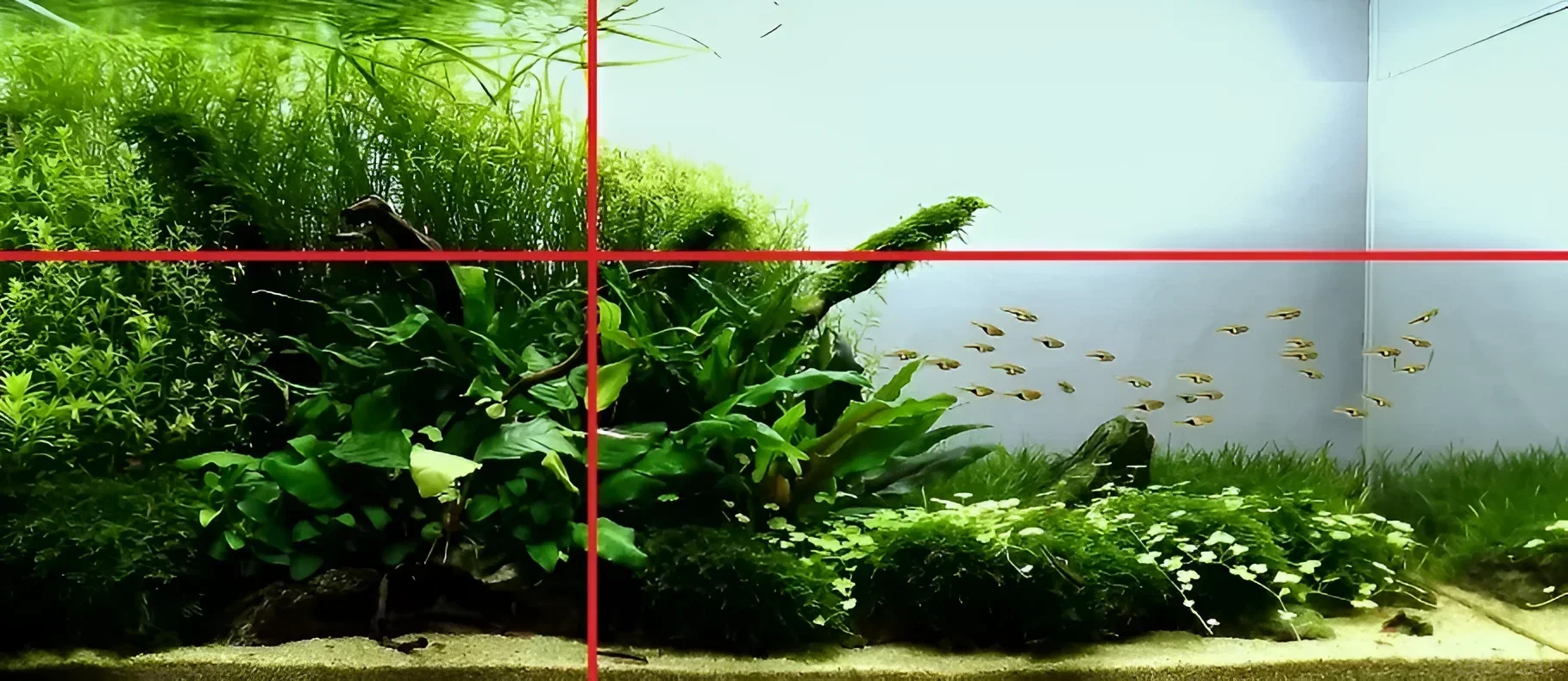 Пример аквариумного дизайна, демонстрирующий использование принципа золотого сечения для создания визуально сбалансированной и привлекательной композиции.