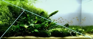 Пышный аквариум с стайкой тетр, демонстрирующий принципы золотого сечения в дизайне и композиции. Гармоничное сочетание растений и рыб.