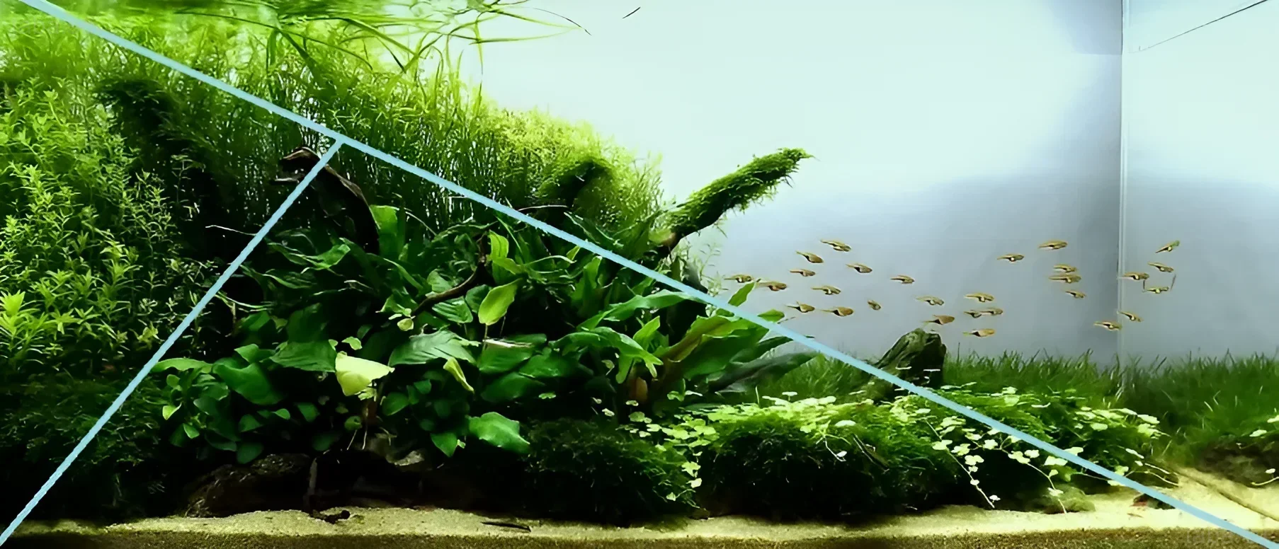 Пышный аквариум с стайкой тетр, демонстрирующий принципы золотого сечения в дизайне и композиции. Гармоничное сочетание растений и рыб.